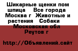 Шикарные щенки пом шпица  - Все города, Москва г. Животные и растения » Собаки   . Московская обл.,Реутов г.